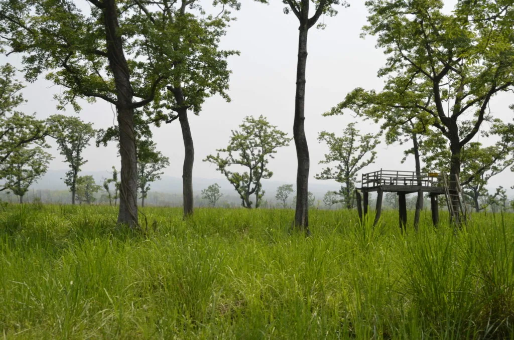Scattered tall trees with green foliage in grassy meadow with wooden observation platform in distance under overcast sky