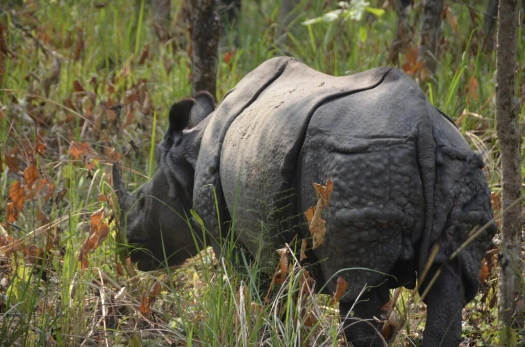 Indian rhinoceros walking through tall grass and vegetation in natural habitat