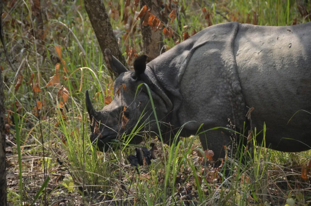 Rhinoceros grazing on grass and vegetation in natural habitat