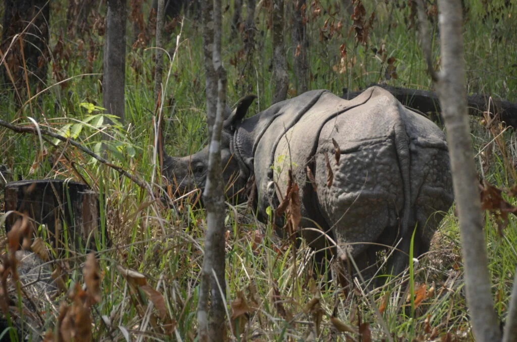 Rhinoceros walking through tall grass and vegetation in natural habitat