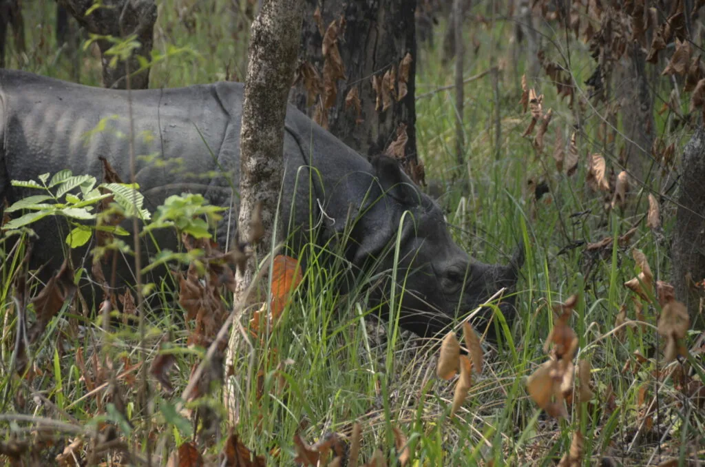 Black bear foraging among grass and vegetation in a dense forest with dead trees