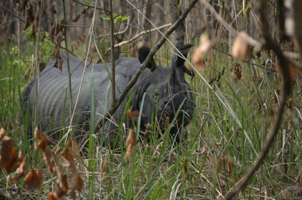 Dark-colored animal partially hidden among dried vegetation and branches in overgrown terrain