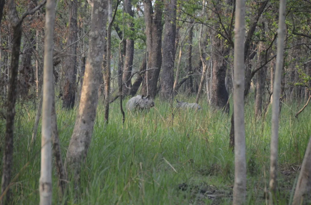 Kangaroo standing in eucalyptus forest with tall trees and green grass understory