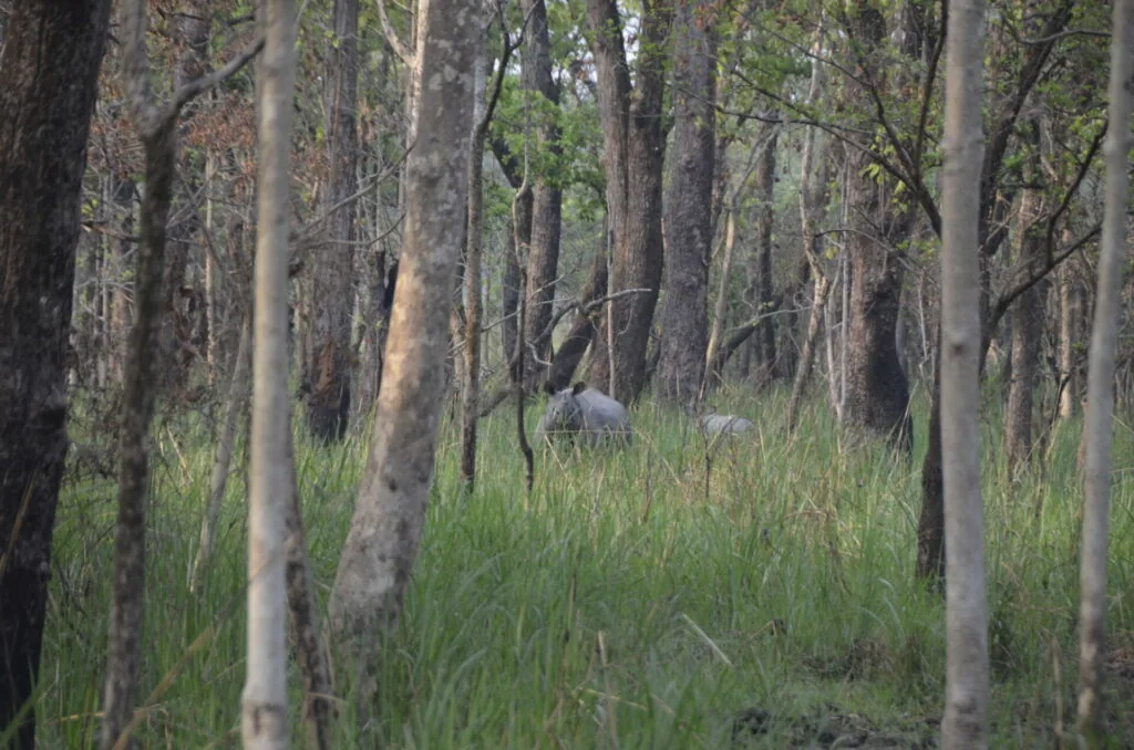 Deer standing in grassy woodland with tall trees and undergrowth