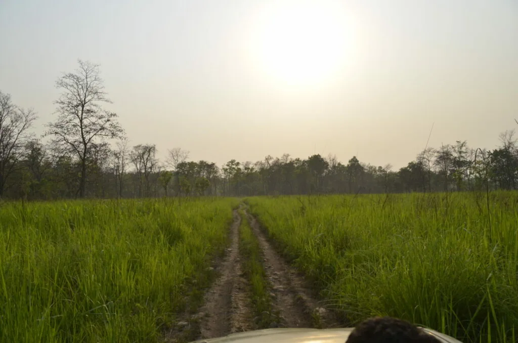 Dirt road through green rice paddies with bare trees along the horizon under hazy sky