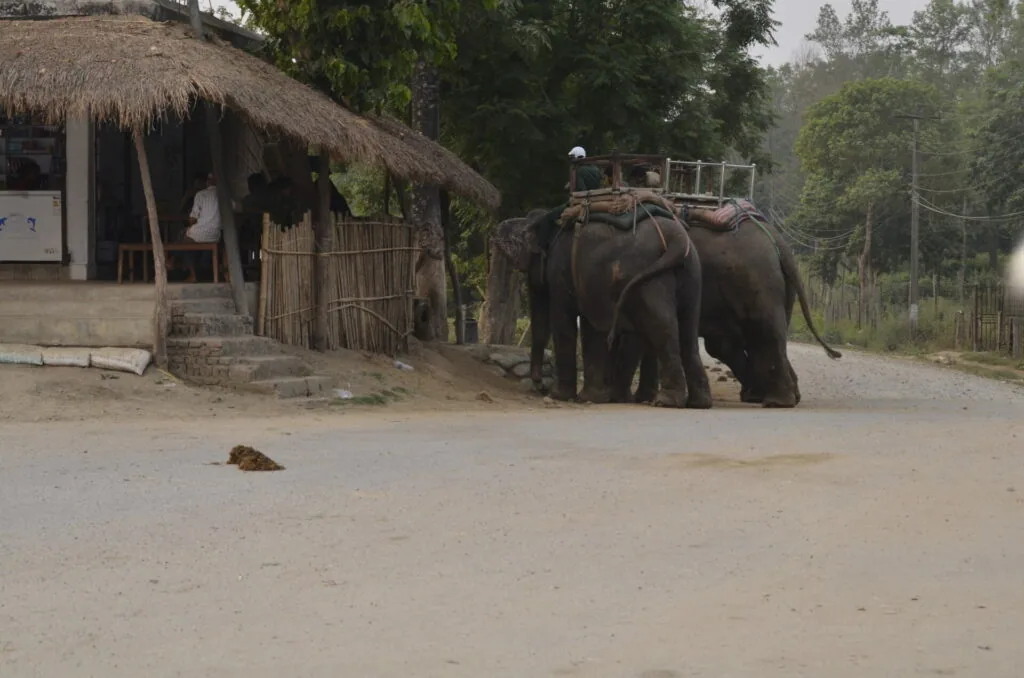 Two elephants with cargo loaded on their backs stand on a dirt road next to a thatched-roof structure in a rural setting with trees in the background.