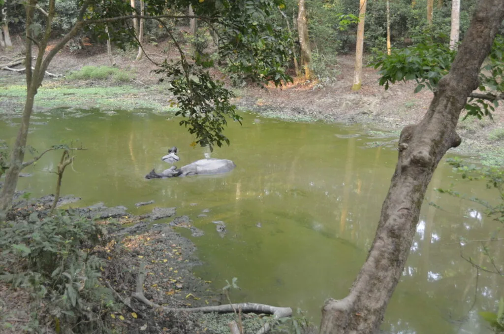 Crocodile resting in greenish pond water surrounded by trees and forest vegetation