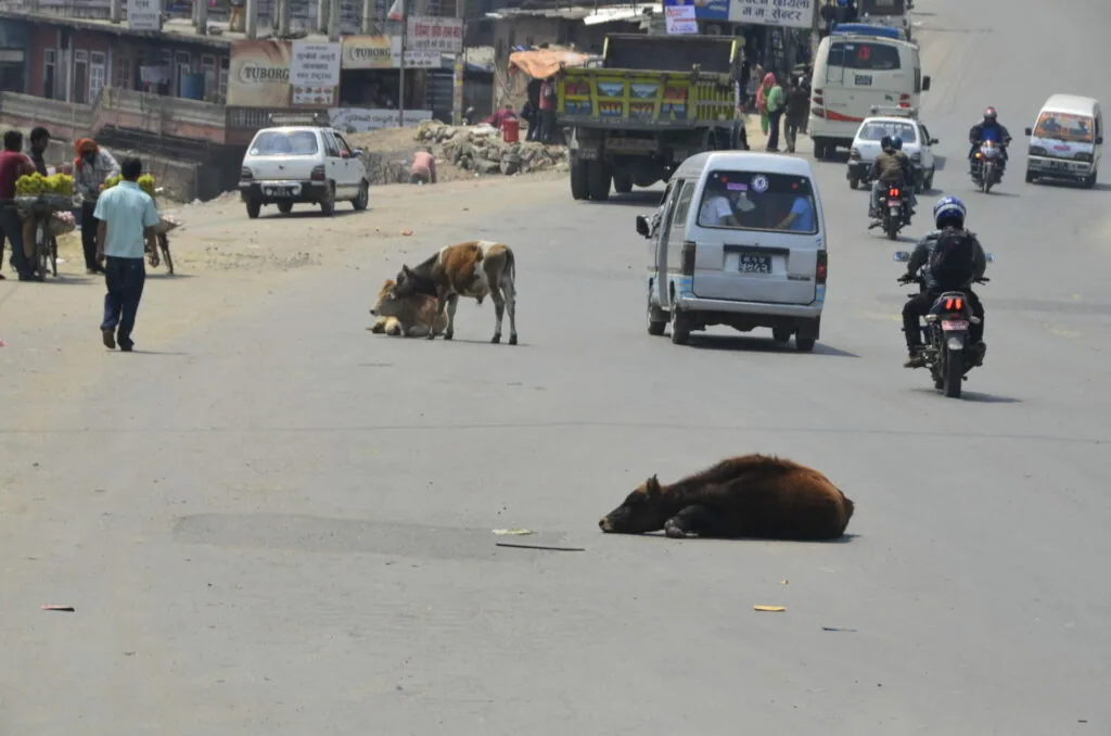 Cow lying on busy city street with vehicles, motorcycles, and pedestrians navigating around it