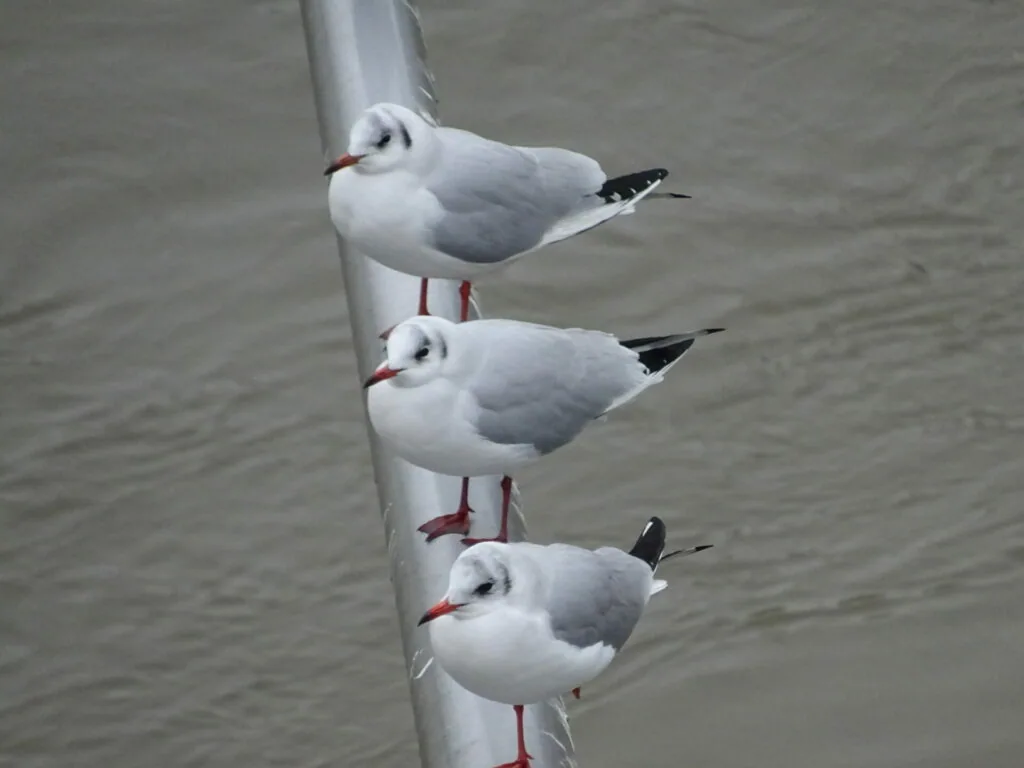 Three seagulls perched vertically on a white pole with water in the background